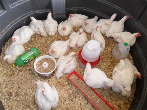 The other most important factor is understanding the risks involved when raising or handling chicks. All livestock carries the potential to carry disease that can be transferred to humans and chickens are known for carrying Salmonella. Washing your hands after handling chicks or chickens is the best way to protect yourself and others …